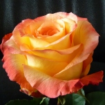 Encanto Roses Equateur Ethiflora